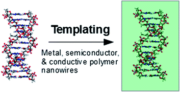 Graphical abstract: DNA-templated nanowires: morphology and electrical conductivity