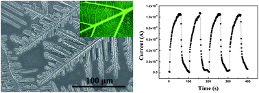 Graphical abstract: Artificial leaf structures as a UV detector formed by the self-assembly of ZnO nanoparticles