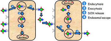 Graphical abstract: Development of drug loaded nanoparticles for tumor targeting. Part 2: Enhancement of tumor penetration through receptor mediated transcytosis in 3D tumor models