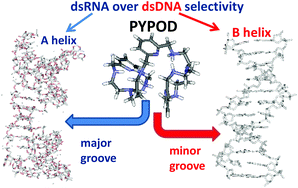 Graphical abstract: The size of the aryl linker between two polyaza-cyclophane moieties controls the binding selectivity to ds-RNA vs. ds-DNA