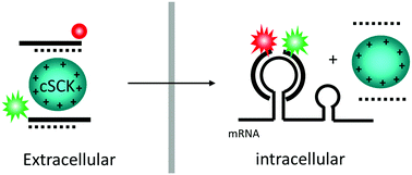 Graphical abstract: Imaging mRNA expression levels in living cells with PNA·DNA binary FRET probes delivered by cationic shell-crosslinked nanoparticles