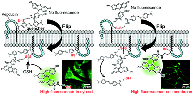 Graphical abstract: FRET-based imaging of transbilayer movement of pepducin in living cells by novel intracellular bioreductively activatable fluorescent probes
