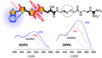 Graphical abstract: 3,4-Ethylenedioxythiophene in planarizable push–pull oligothiophenes