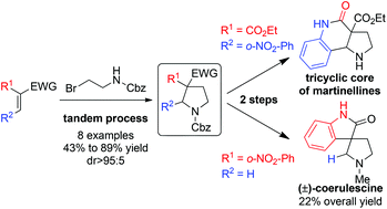 Graphical abstract: Synthesis of highly functionalized pyrrolidines as tunable templates for the direct access to (±)-coerulescine and the tricyclic core of martinellines