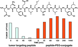 Graphical abstract: PEGylation enables the specific tumor accumulation of a peptide identified by phage display