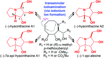 Graphical abstract: Polyhydroxylated pyrrolizidine alkaloids from transannular iodoaminations: application to the asymmetric syntheses of (−)-hyacinthacine A1, (−)-7a-epi-hyacinthacine A1, (−)-hyacinthacine A2, and (−)-1-epi-alexine