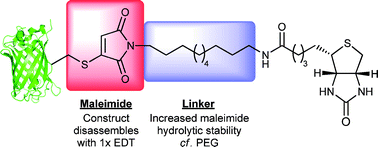 Graphical abstract: Reversible protein affinity-labelling using bromomaleimide-based reagents