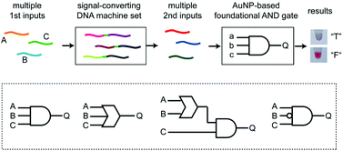 Graphical abstract: Multiple-input and visible-output logic gates using signal-converting DNA machines and gold nanoparticle aggregation