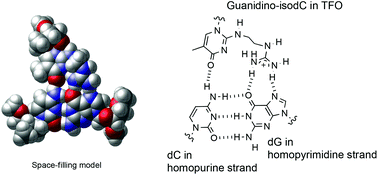 Graphical abstract: N-(Guanidinoethyl)-2′-deoxy-5-methylisocytidine exhibits selective recognition of a CG interrupting site for the formation of anti-parallel triplexes