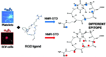 Graphical abstract: Determination of the binding epitope of RGD-peptidomimetics to αvβ3 and αIIbβ3 integrin-rich intact cells by NMR and computational studies