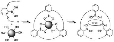 Graphical abstract: Macrocycle synthesis by trimerization of boronic acids around a hexaol template, and recognition of polyols by resulting macrocyclic oligoboronic acids