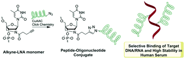 Graphical abstract: Peptide–LNA oligonucleotide conjugates