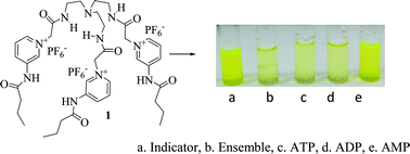Graphical abstract: Pyridinium-based tripodal chemosensor in visual sensing of AMP in water by indicator displacement assay (IDA)