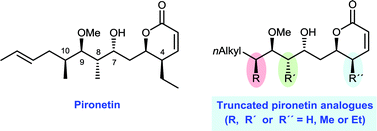 Graphical abstract: Synthesis and biological evaluation of truncated α-tubulin-binding pironetin analogues lacking alkyl pendants in the side chain or the dihydropyrone ring