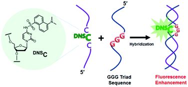 Graphical abstract: DNSC: a fluorescent, environmentally sensitive cytidine derivative for the direct detection of GGG triad sequences