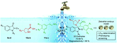 Graphical abstract: Regio- and stereoselective synthesis of spirooxindole 1′-nitro pyrrolizidines with five concurrent stereocenters under aqueous medium and their bioprospection using the zebrafish (Danio rerio) embryo model