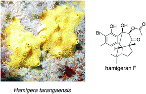 Graphical abstract: Structurally diverse hamigerans from the New Zealand marine sponge Hamigera tarangaensis: NMR-directed isolation, structure elucidation and antifungal activity