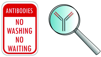 Graphical abstract: No washing, less waiting: engineering biomolecular reporters for single-step antibody detection in solution