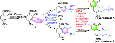 Graphical abstract: The first asymmetric total synthesis of (+)-coriandrone A and B