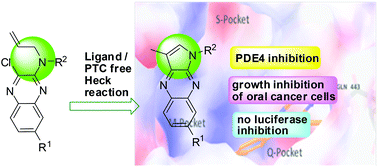 Graphical abstract: Ligand/PTC-free intramolecular Heck reaction: synthesis of pyrroloquinoxalines and their evaluation against PDE4/luciferase/oral cancer cell growth in vitro and zebrafish in vivo