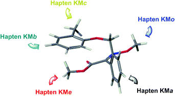 Graphical abstract: Structure–immunogenicity relationship of kresoxim-methyl regioisomeric haptens