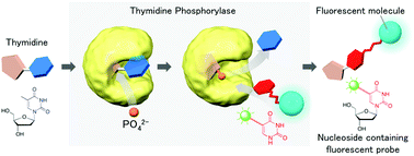 Graphical abstract: One-pot approach to functional nucleosides possessing a fluorescent group using nucleobase-exchange reaction by thymidine phosphorylase