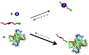 Graphical abstract: Protein-mediated dethreading of a biotin-functionalised pseudorotaxane