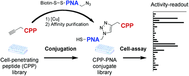 Graphical abstract: Parallel synthesis and splicing redirection activity of cell-penetrating peptide conjugate libraries of a PNA cargo
