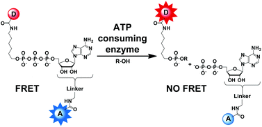 Graphical abstract: Synthesis and fluorescence characteristics of ATP-based FRET probes
