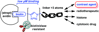 Graphical abstract: Triazole biotin: a tight-binding biotinidase-resistant conjugate