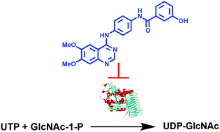 Graphical abstract: Inhibition studies on Mycobacterium tuberculosis N-acetylglucosamine-1-phosphate uridyltransferase (GlmU)