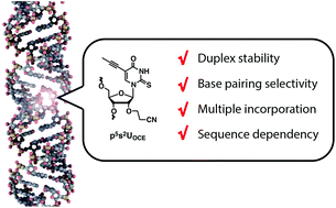 Graphical abstract: Properties of 5- and/or 2-modified 2′-O-cyanoethyl uridine residue: 2′-O-cyanoethyl-5-propynyl-2-thiouridine as an efficient duplex stabilizing component