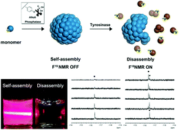 Graphical abstract: Enzyme-controllable F-NMR turn on through disassembly of peptide-based nanospheres for enzyme detection