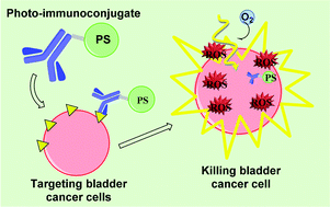 Graphical abstract: Porphyrin conjugated with serum albumins and monoclonal antibodies boosts efficiency in targeted destruction of human bladder cancer cells