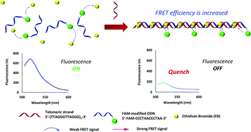 Graphical abstract: A simple “add and measure” FRET-based telomeric tandem repeat sequence detection and telomerase assay method