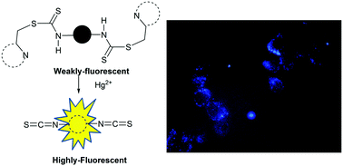 Graphical abstract: A highly selective chemodosimeter for fast detection and intracellular imaging of Hg2+ ions based on a dithiocarbamate–isothiocyanate conversion in aqueous ethanol