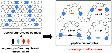 Graphical abstract: Convergent diversity-oriented side-chain macrocyclization scan for unprotected polypeptides