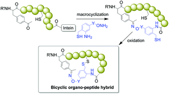 Graphical abstract: Synthesis of bicyclic organo-peptide hybrids via oxime/intein-mediated macrocyclization followed by disulfide bond formation