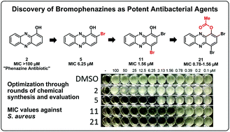 Graphical abstract: Phenazine antibiotic inspired discovery of potent bromophenazine antibacterial agents against Staphylococcus aureus and Staphylococcus epidermidis