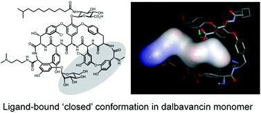 Graphical abstract: Anti-cooperative ligand binding and dimerisation in the glycopeptide antibiotic dalbavancin
