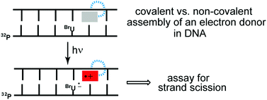 Graphical abstract: Electron transport in DNA initiated by diaminonaphthalene donors alternatively bound by non-covalent and covalent association