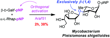 Graphical abstract: The versatile enzyme Araf51 allowed efficient synthesis of rare pathogen-related β-d-galactofuranosyl-pyranoside disaccharides