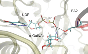 Graphical abstract: A computational and experimental study of O-glycosylation. Catalysis by human UDP-GalNAc polypeptide:GalNAc transferase-T2