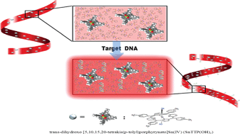 Graphical abstract: Highly fluorescent peptide nanoribbon impregnated with Sn-porphyrin as a potent DNA sensor
