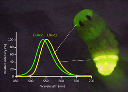 Graphical abstract: Bioluminescence of a firefly pupa: involvement of a luciferase isotype in the dim glow of pupae and eggs in the Japanese firefly, Luciola lateralis