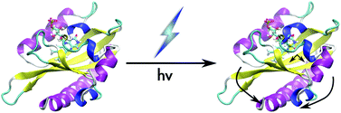 Graphical abstract: Signaling mechanisms of LOV domains: new insights from molecular dynamics studies