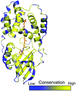 Graphical abstract: The Orange Carotenoid Protein: a blue-green light photoactive protein