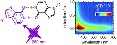 Graphical abstract: Ultrafast electronic deactivation dynamics of the inosine dimer – a model case for H-bonded purine bases