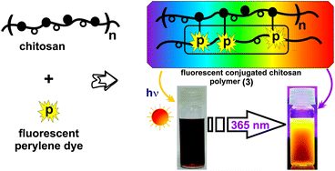 Graphical abstract: Synthesis of a novel fluorescent amphiphilic chitosan biopolymer: photophysical and electrochemical behavior