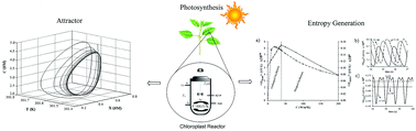 Graphical abstract: Entropy production in oscillatory processes during photosynthesis